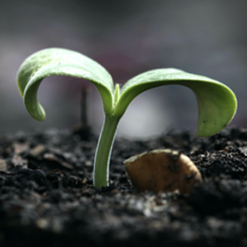 Living Farms: Biodynamic perspectives worldwide  cover
